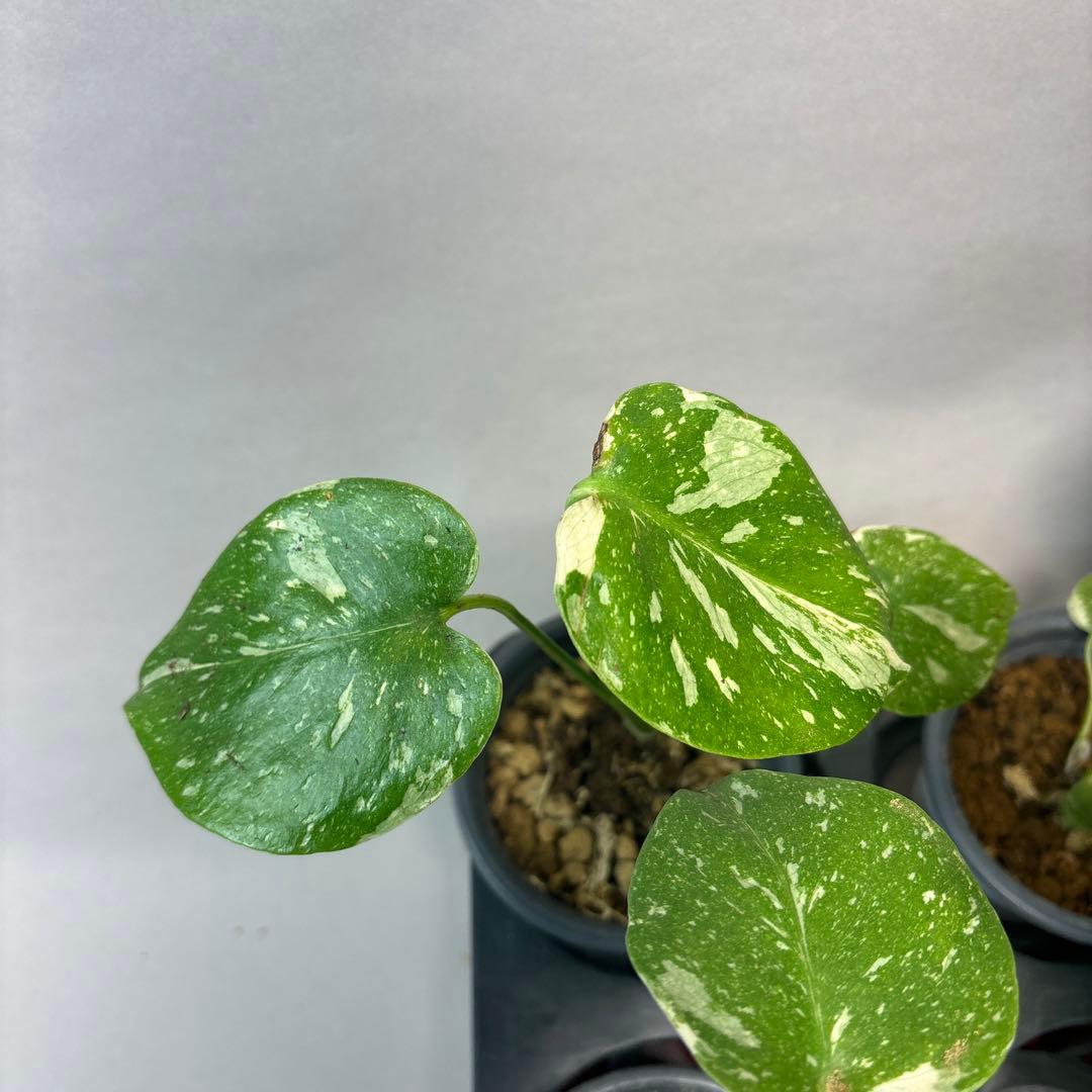 s*s様 a17モンステラ・タイコンステレーション5株➕バールマルクスフレーム3