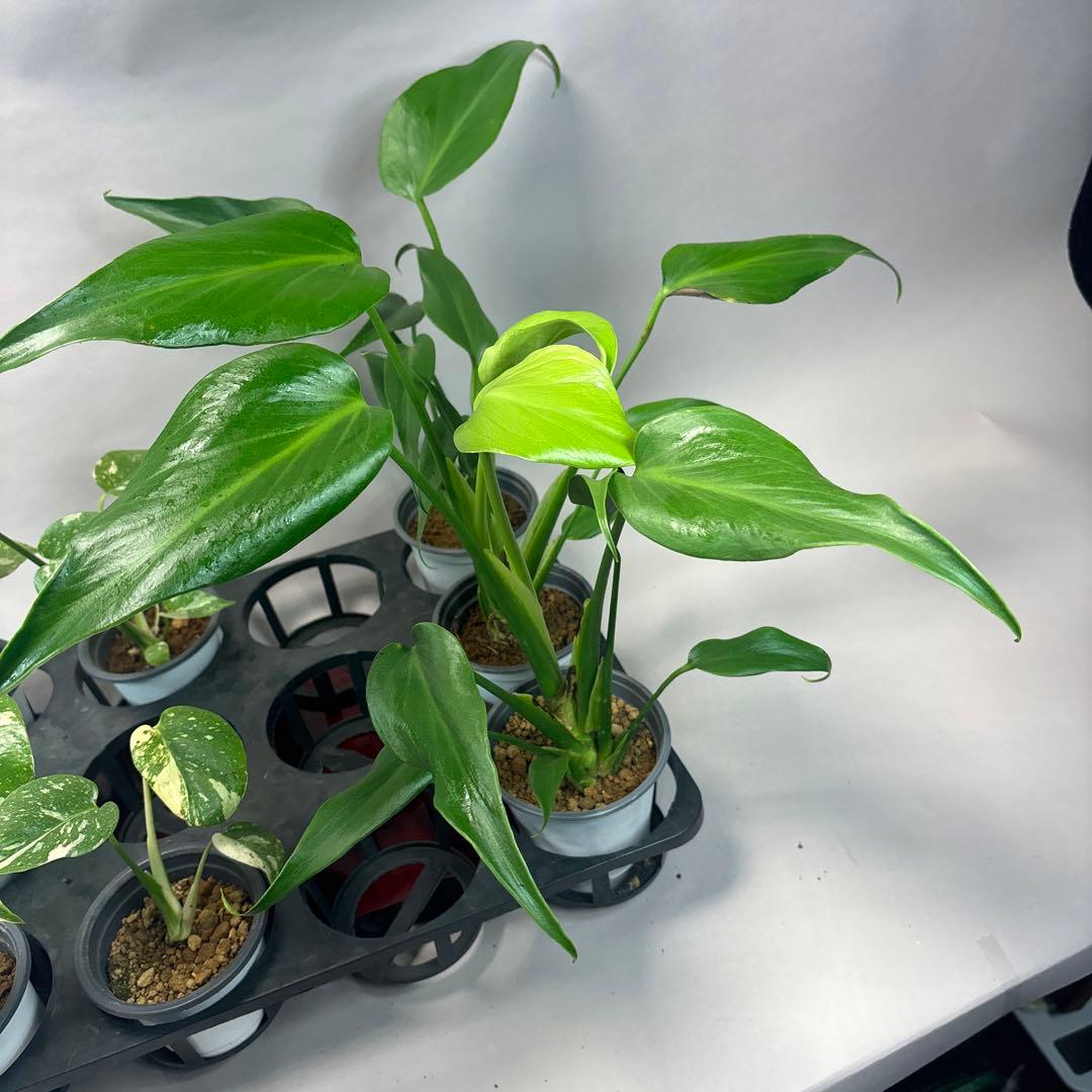 s*s様 a17モンステラ・タイコンステレーション5株➕バールマルクスフレーム3