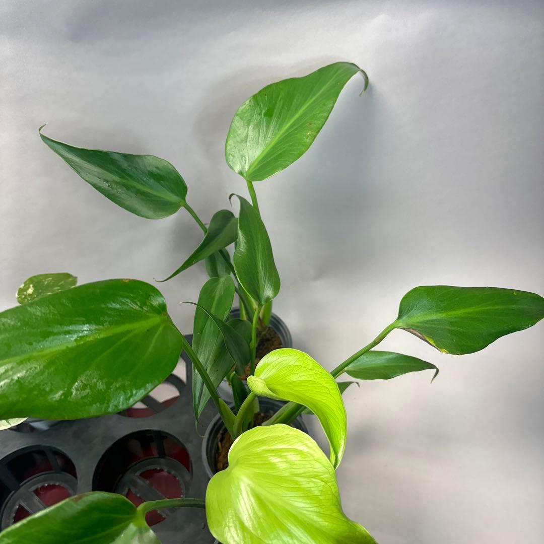 s*s様 a17モンステラ・タイコンステレーション5株➕バールマルクスフレーム3
