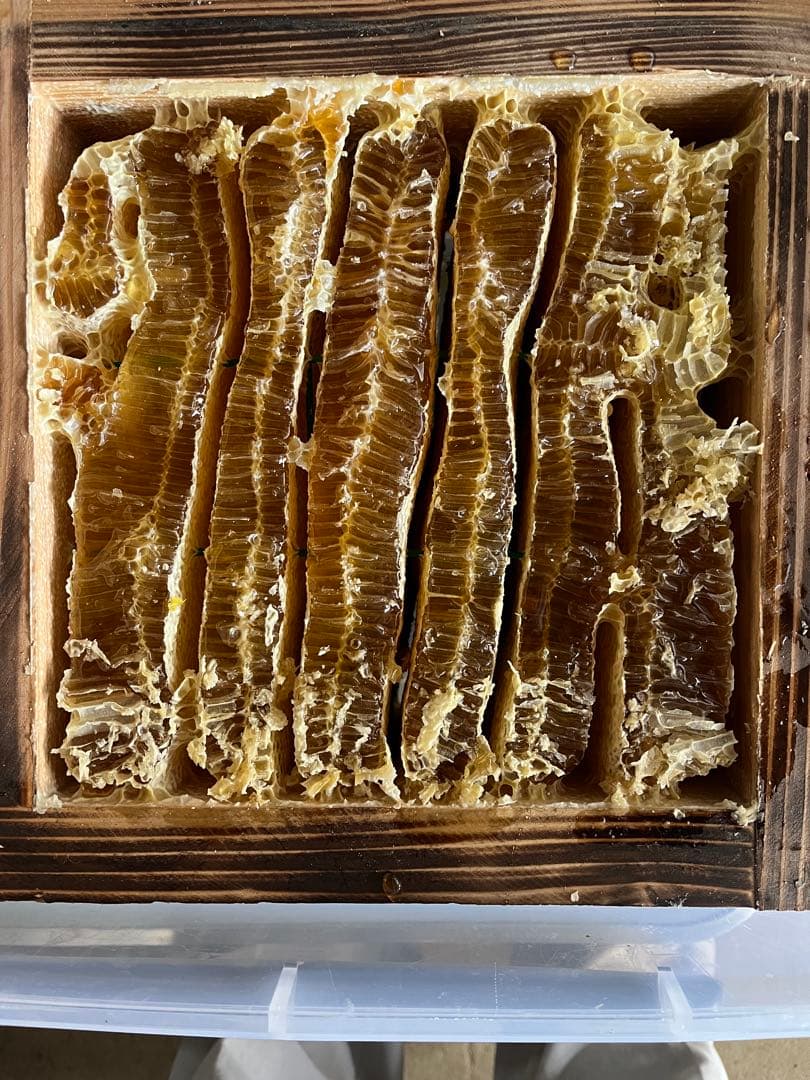 日本ミツバチ・純粋天然蜂蜜1000g1本、1200g1本