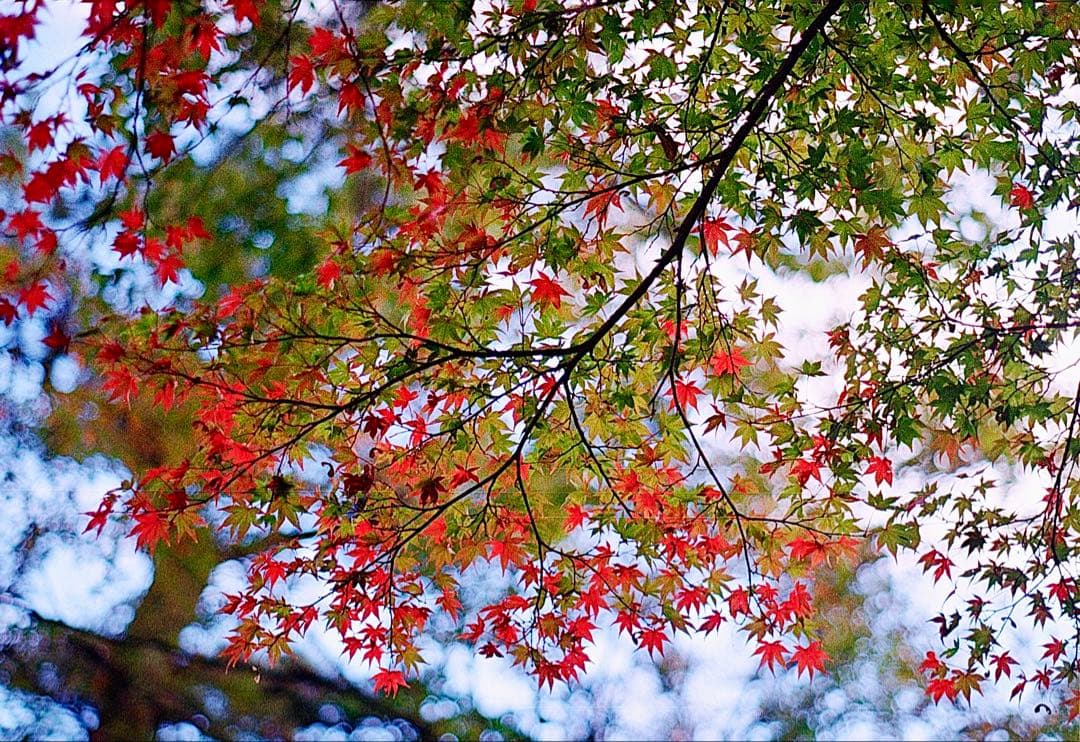 Pentax Spotmatic SPF 35mmフィルムカメラ(断捨離中)