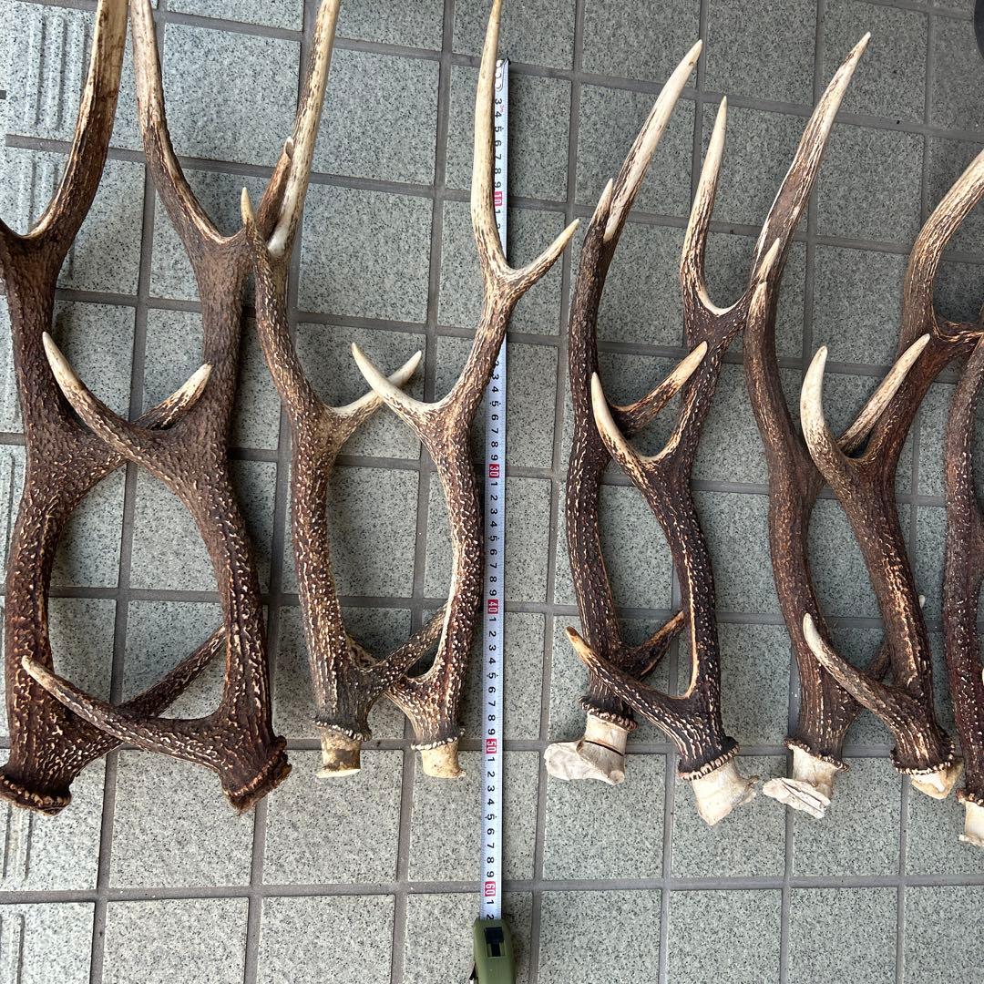 値下げしました！ ニホンジカの角 5組 10本 インテリア用品