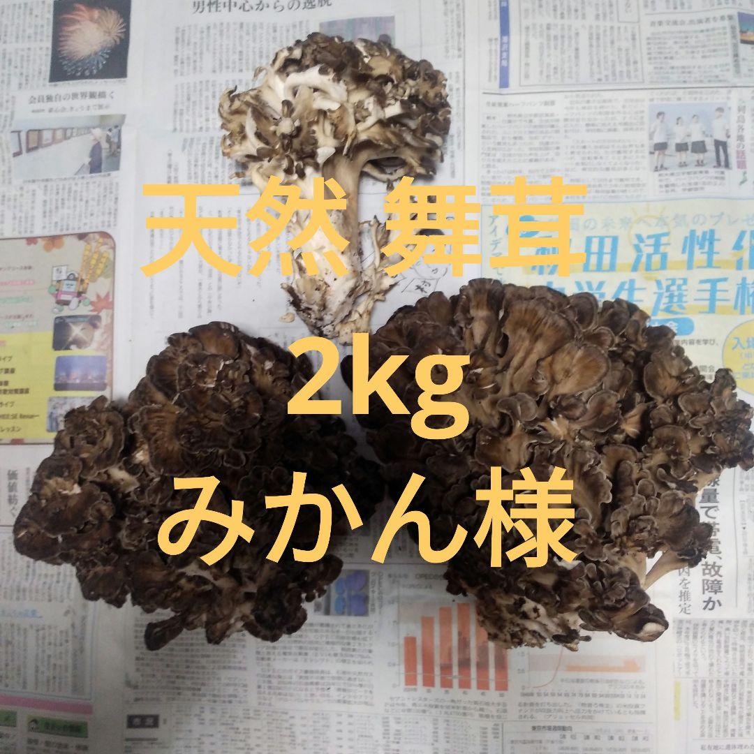 秋田県産 天然 舞茸 2kg