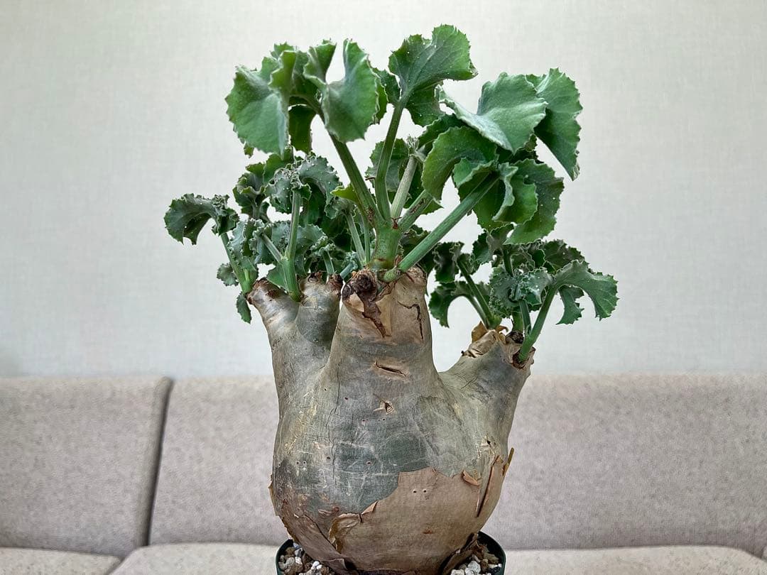 キフォステンマ マクロプス 良形