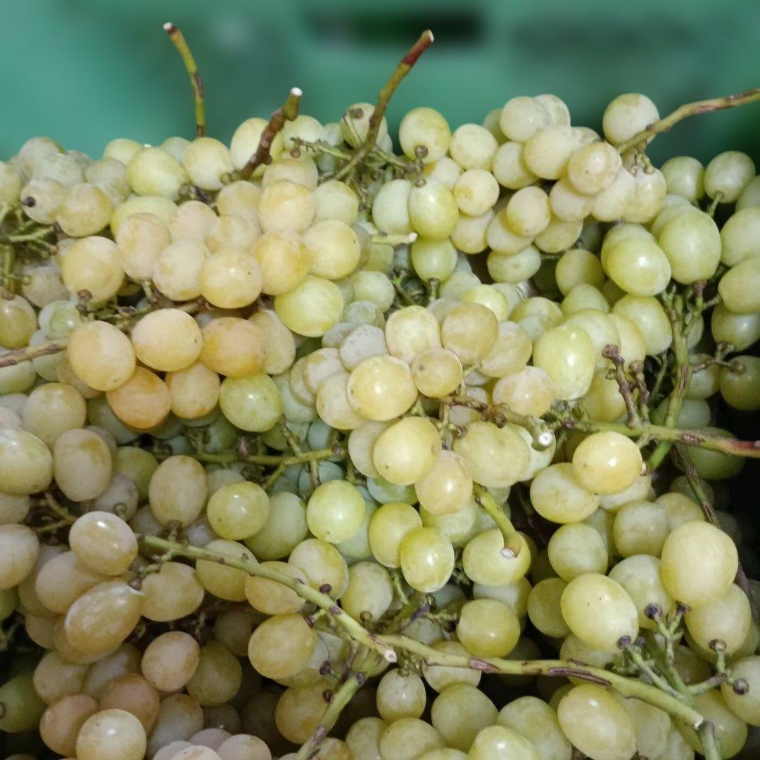 シャインマスカット完熟多め増量の、徳用5.5キロ入りの粒バック入りになります。