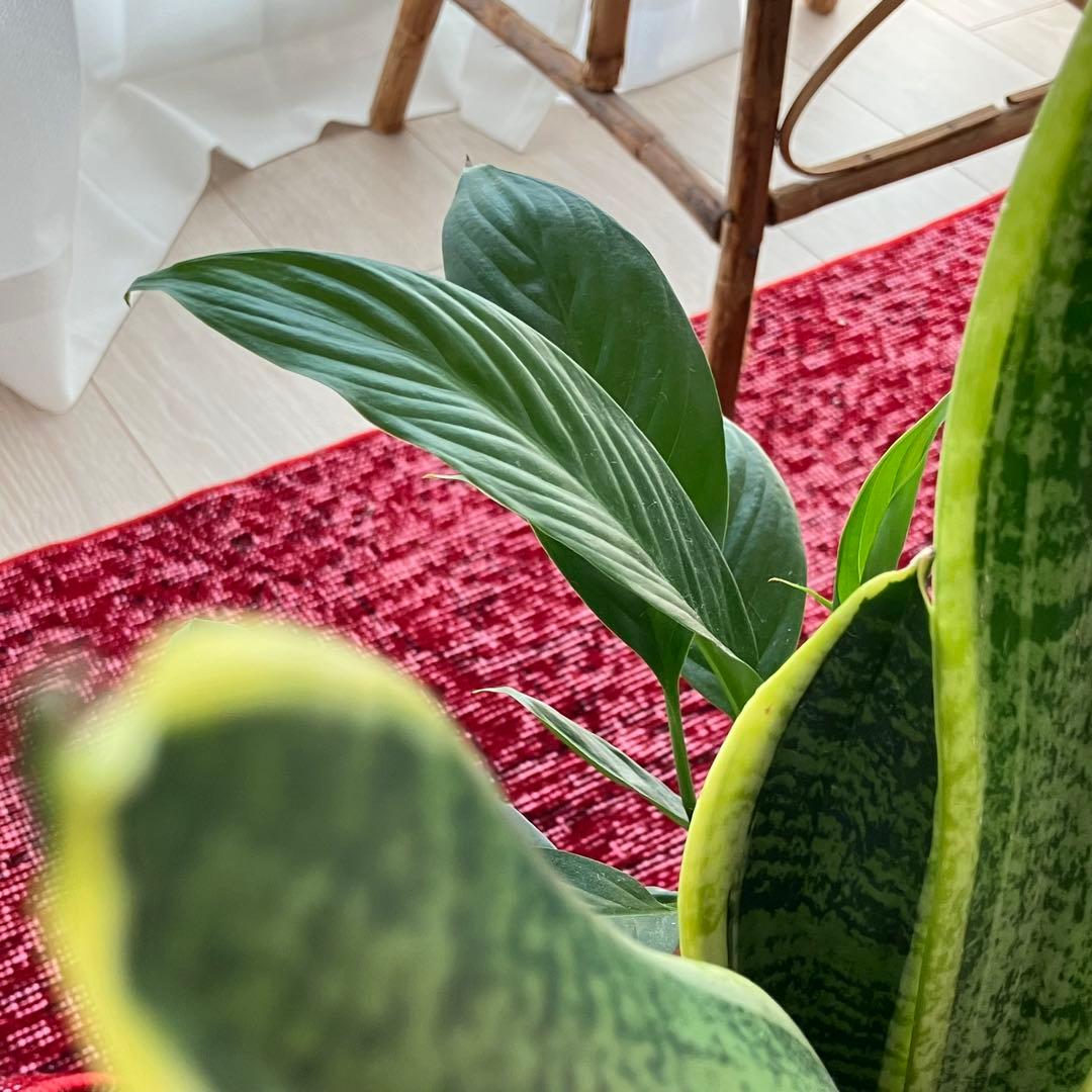 オーバーダイ✳︎50×210✳︎クリスマスレッド　ロング　トルコヴィンテージラグ