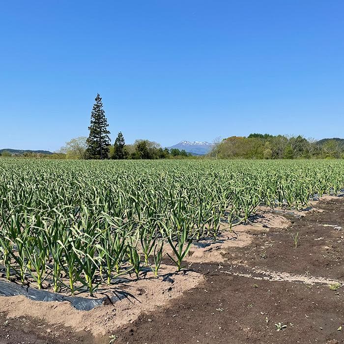 【最上級品】青森県倉石産にんにく福地ホワイト六片種2Lサイズ 3kg