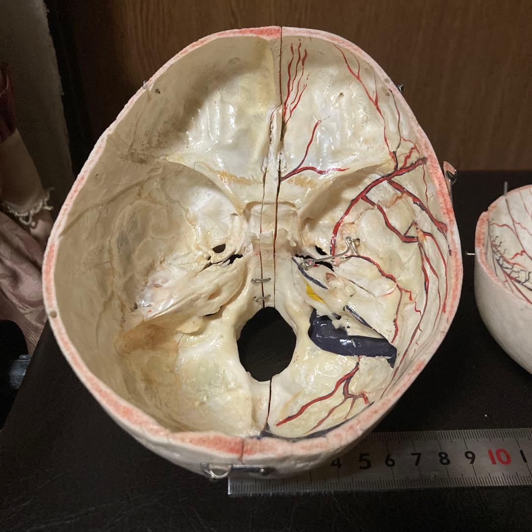 頭蓋骨　模型　解剖学