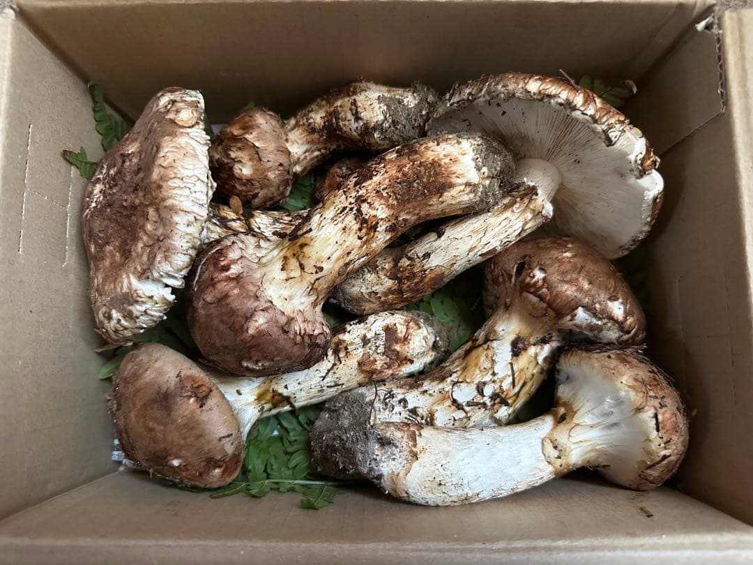 10/15午前中採取　岩手県　岩泉産　天然松茸　550g