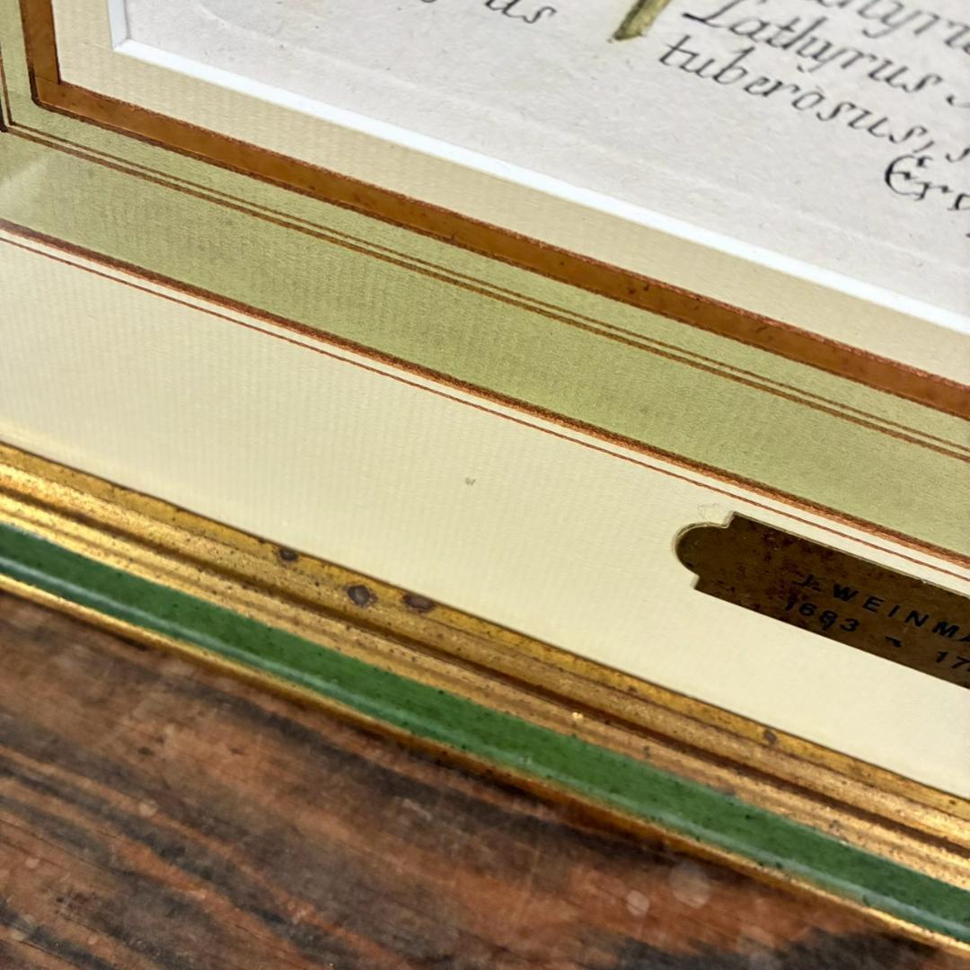 ヨハン・ヴァインマン「スイートピー」銅版画+手彩色 作品保証書有 薬用植物図譜