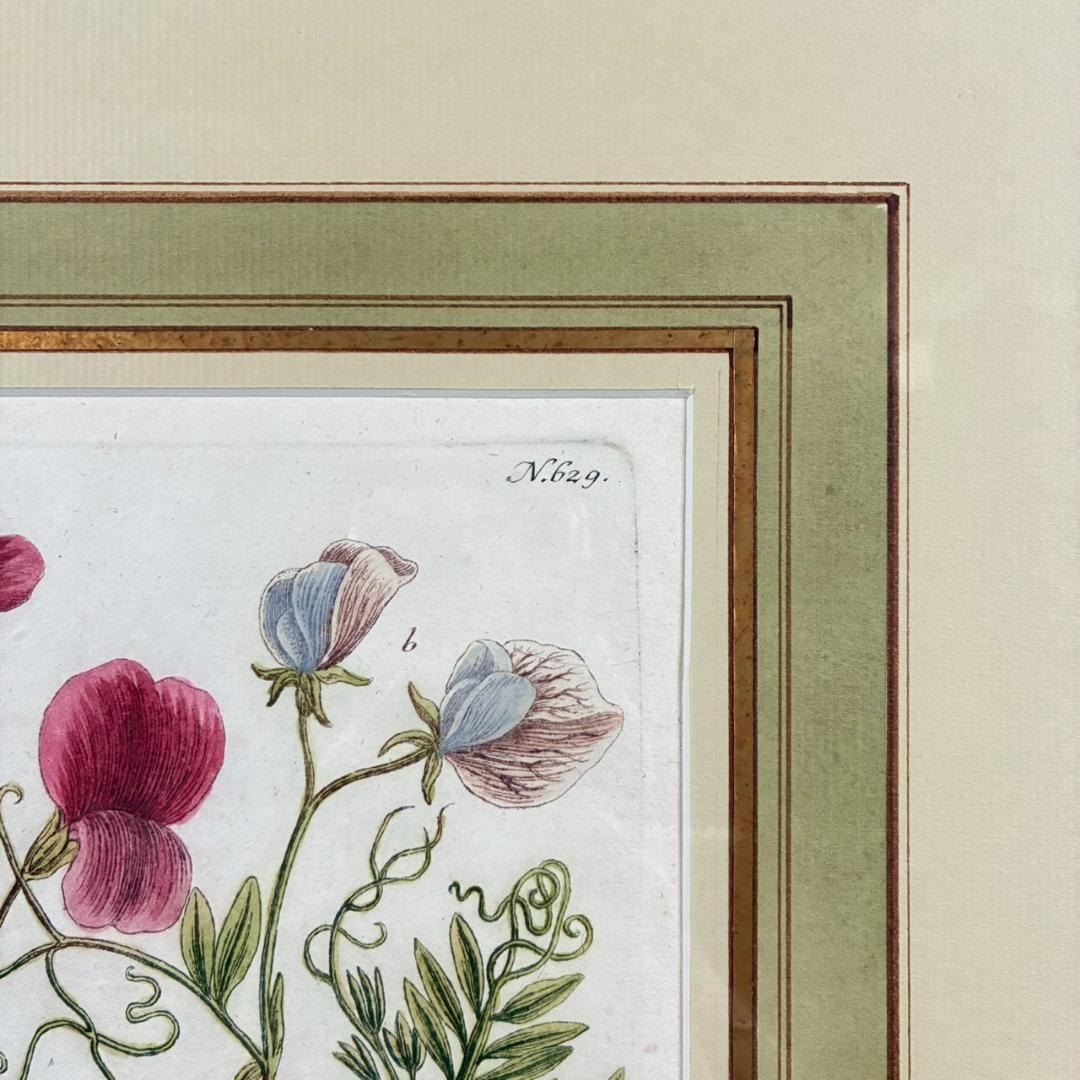 ヨハン・ヴァインマン「スイートピー」銅版画+手彩色 作品保証書有 薬用植物図譜