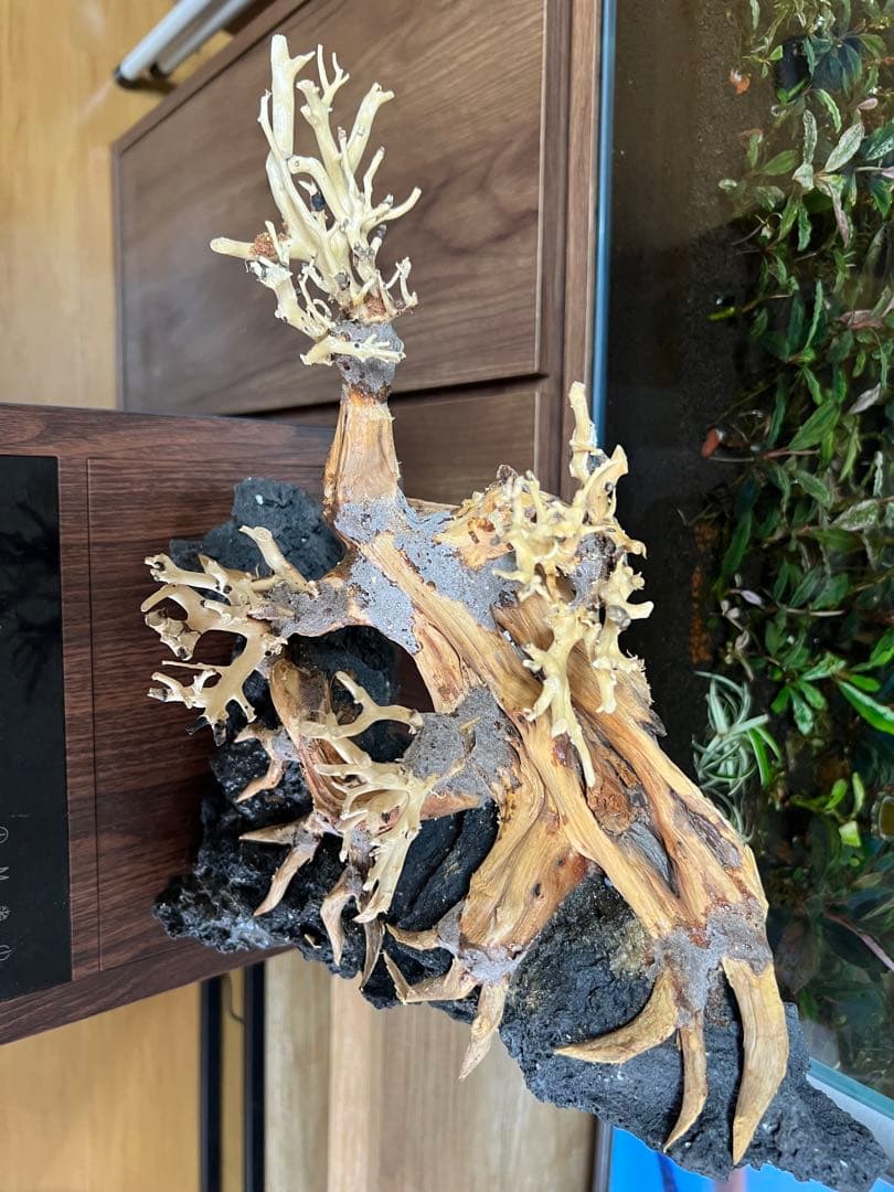 盆栽流木　流木　アクアリウム。ミニ盆栽