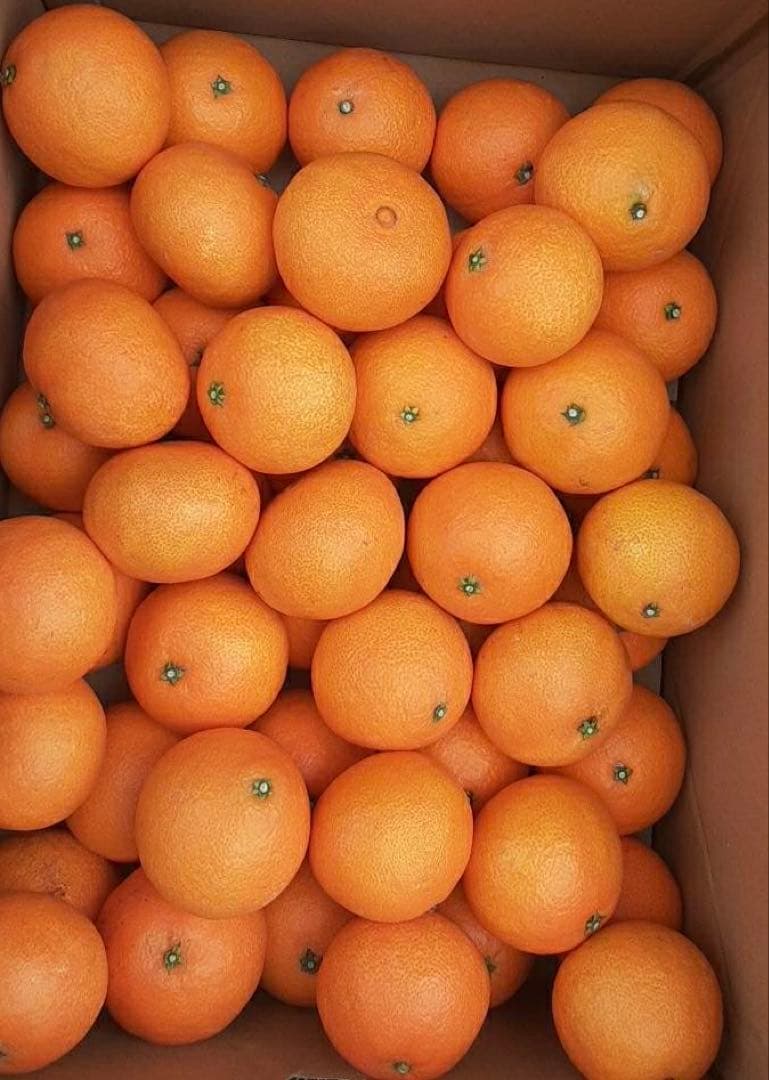 愛媛県産　愛果28号　柑橘　15kg