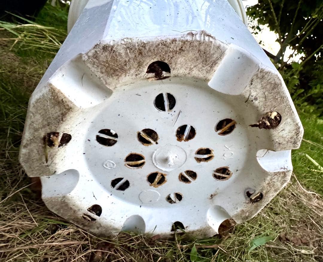 専用　ビスマルキア　ノビリス　シルバー　ドライガーデン　苗　ロックガーデン　ヤシ