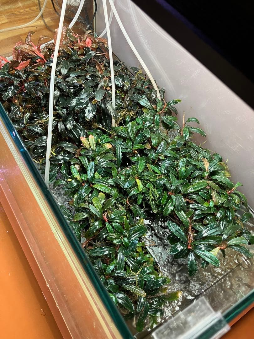 s.k.cさん専用　ブラウニーゴースト2ポット