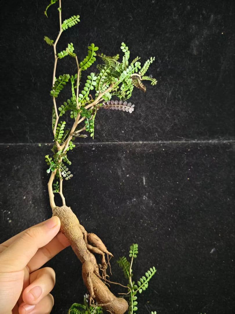 ビ*ぼ様 オペルクリカリア パキプス／Operculicarya pachypu