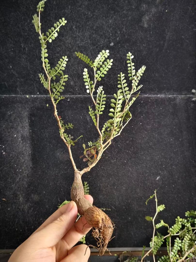 ビ*ぼ様 オペルクリカリア パキプス／Operculicarya pachypu