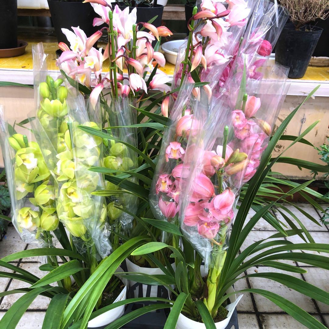 特価(^^)テーブルシンビジューム　5鉢セット　石田洋蘭オリジナル品種　お買い得