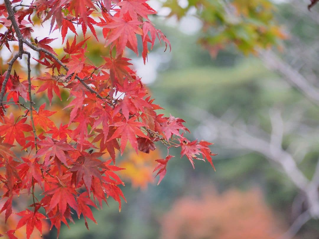 olympus / om-d e-m1 markⅡ レンズ附属