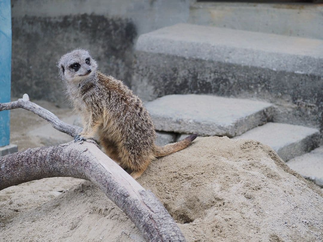 olympus / om-d e-m1 markⅡ レンズ附属