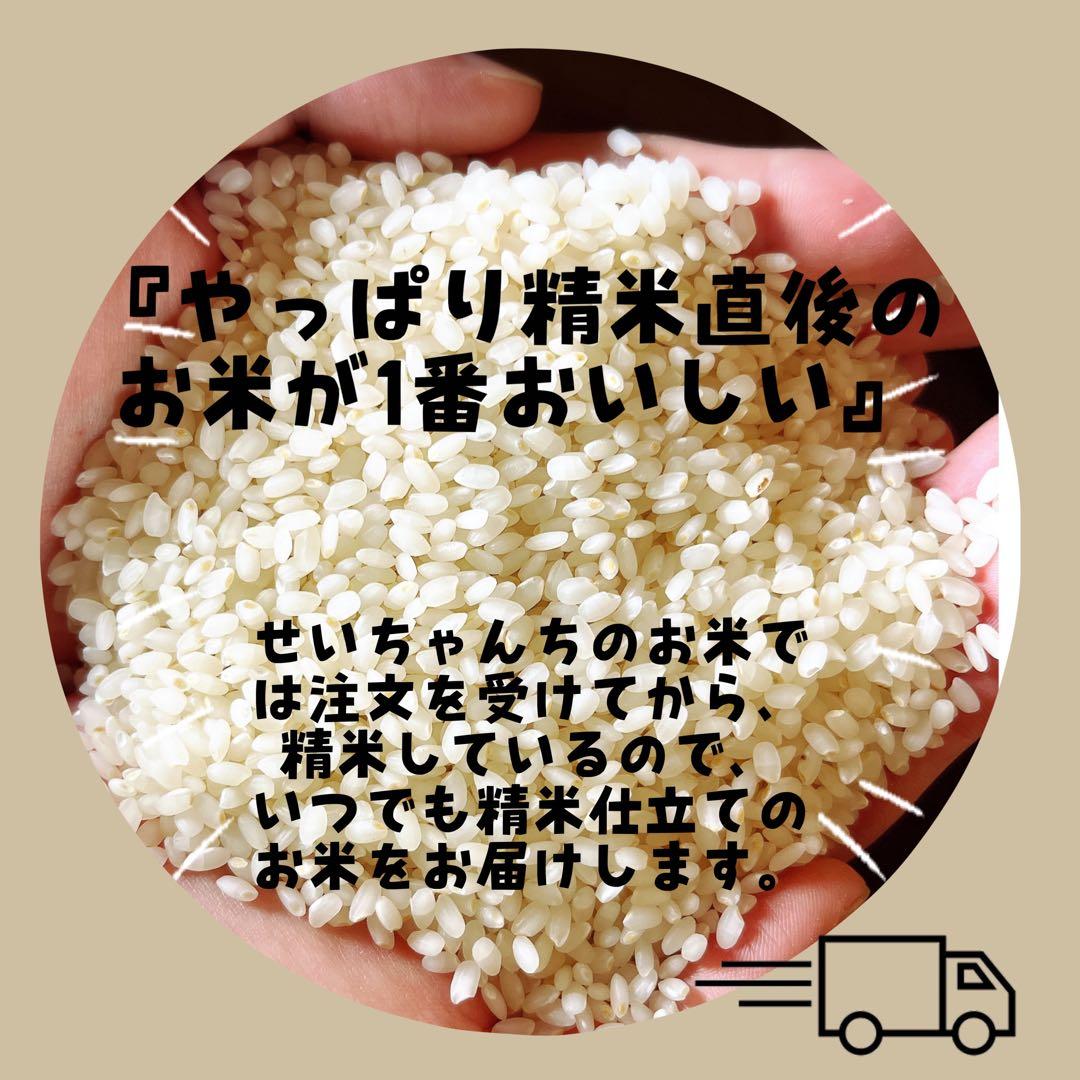【令和7年度新米】近江米 ミルキークイーン 20kg