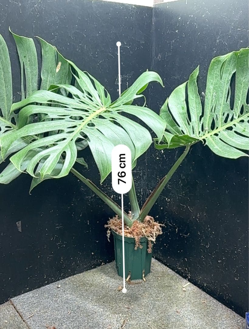 モンステラデリシオーサマクロコズム超希少系統鉢植え76㎝
