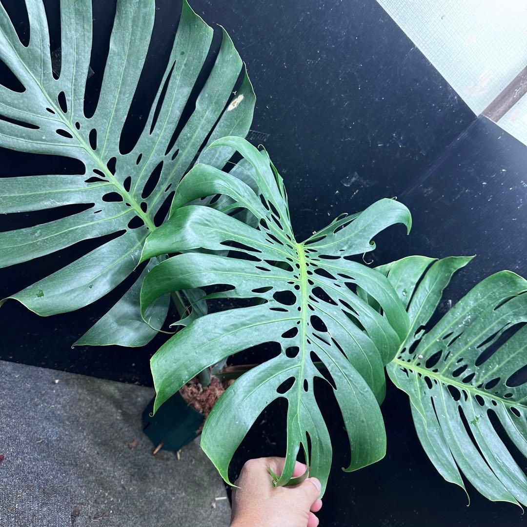 モンステラデリシオーサマクロコズム超希少系統鉢植え76㎝