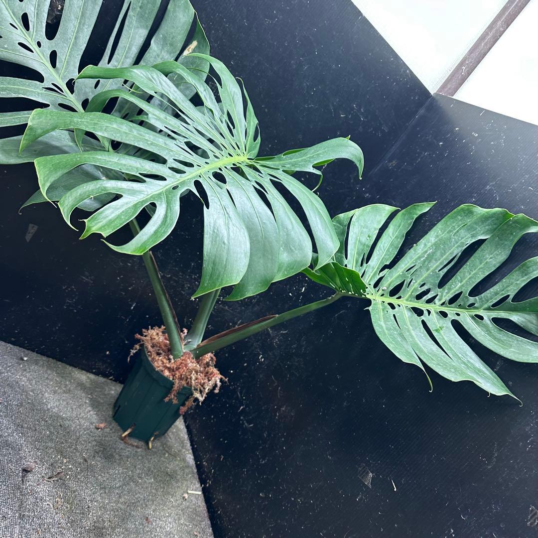 モンステラデリシオーサマクロコズム超希少系統鉢植え76㎝