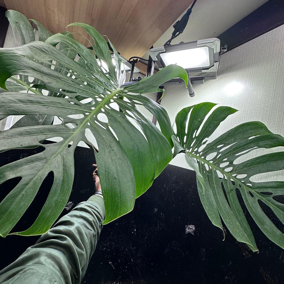 モンステラデリシオーサマクロコズム超希少系統鉢植え76㎝