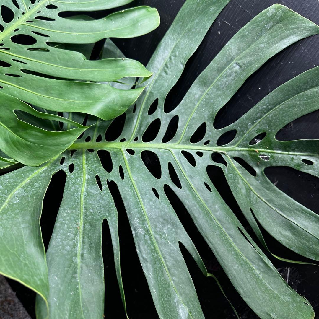 た*き様 モンステラデリシオーサマクロコズム超希少系統鉢植え