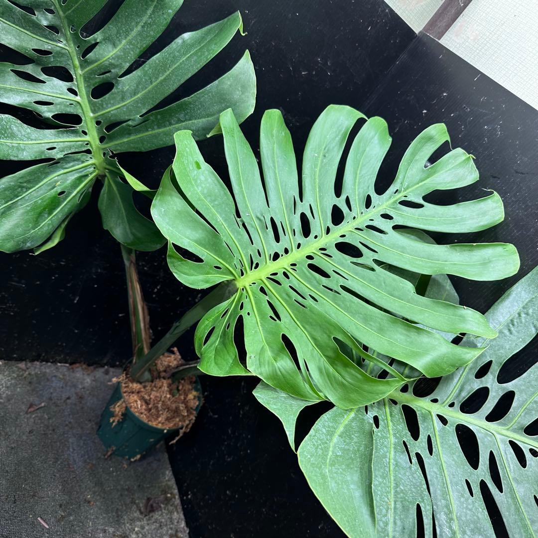 た*き様 モンステラデリシオーサマクロコズム超希少系統鉢植え