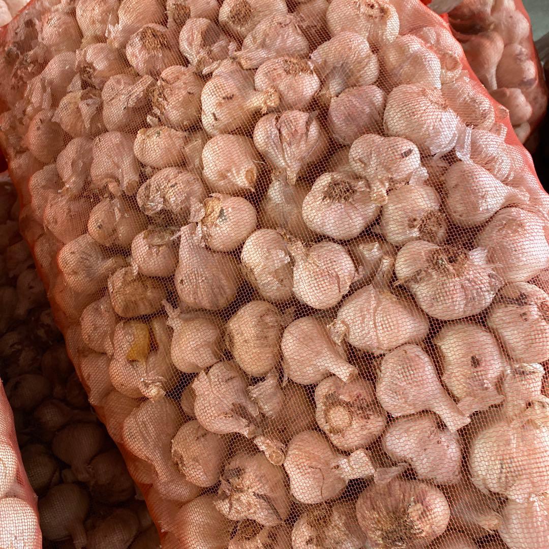 新物　青森県にんにく10㌔SS