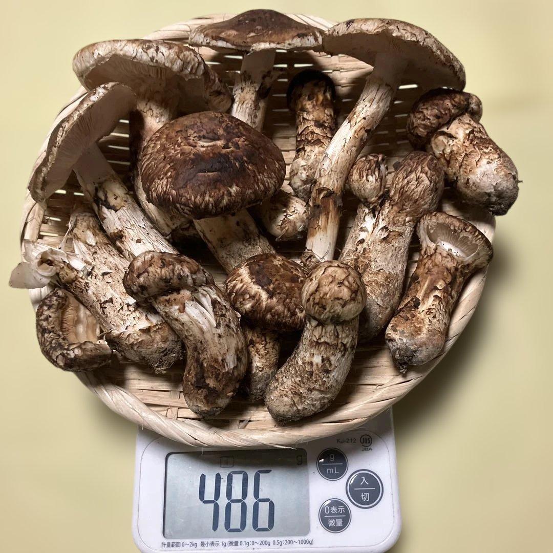 岩手県産松茸　訳あり　４８６g
