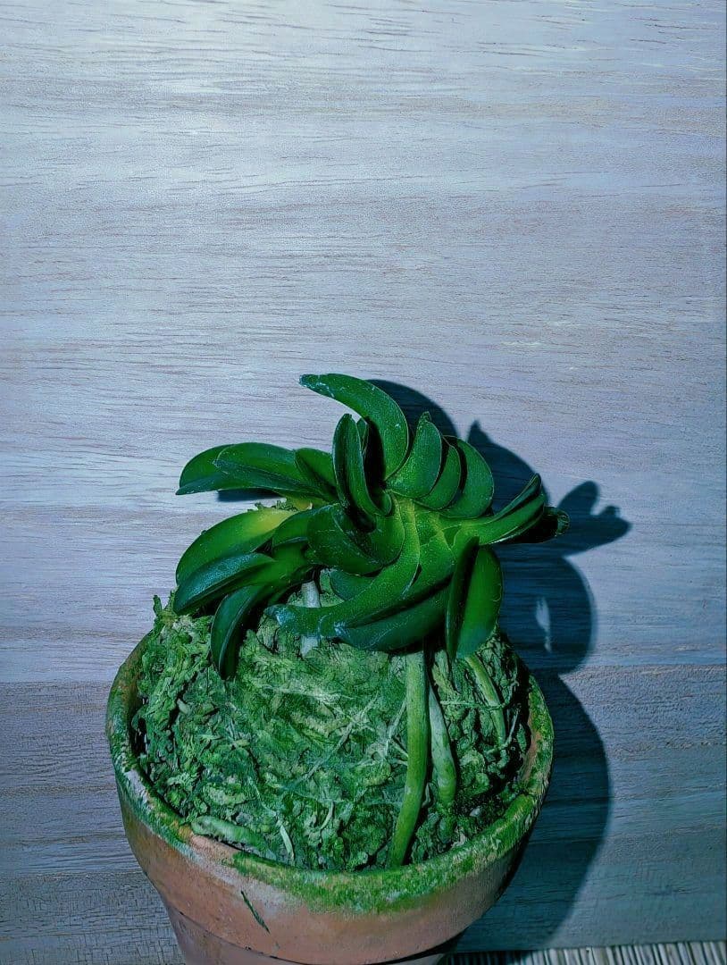 [年末大感謝祭東京土産編激安!!]富貴蘭　波平青海