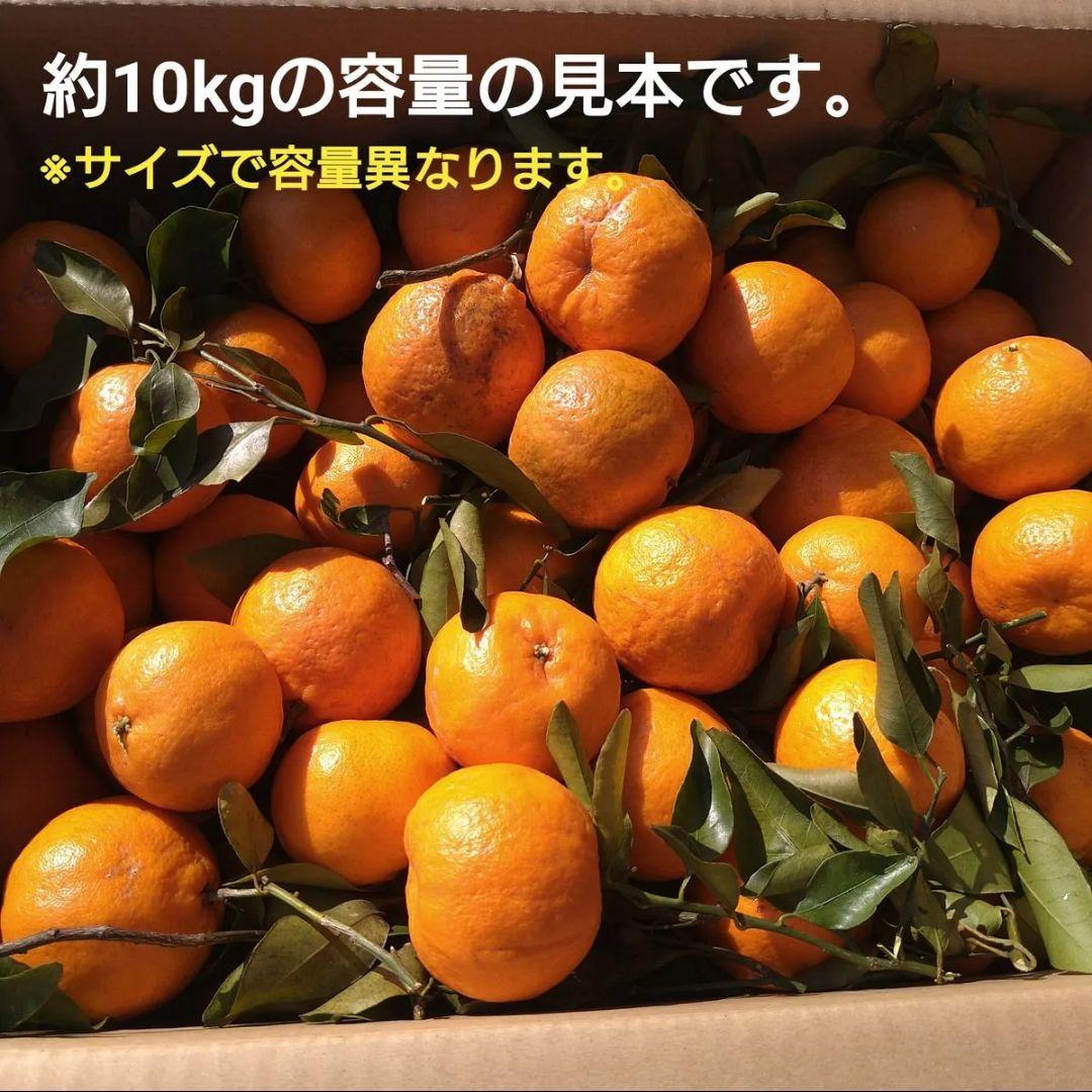 残りわずか　訳アリ　実のみ　完全無農薬　ポンカン　箱込み10kg未満　ゴロゴロ入