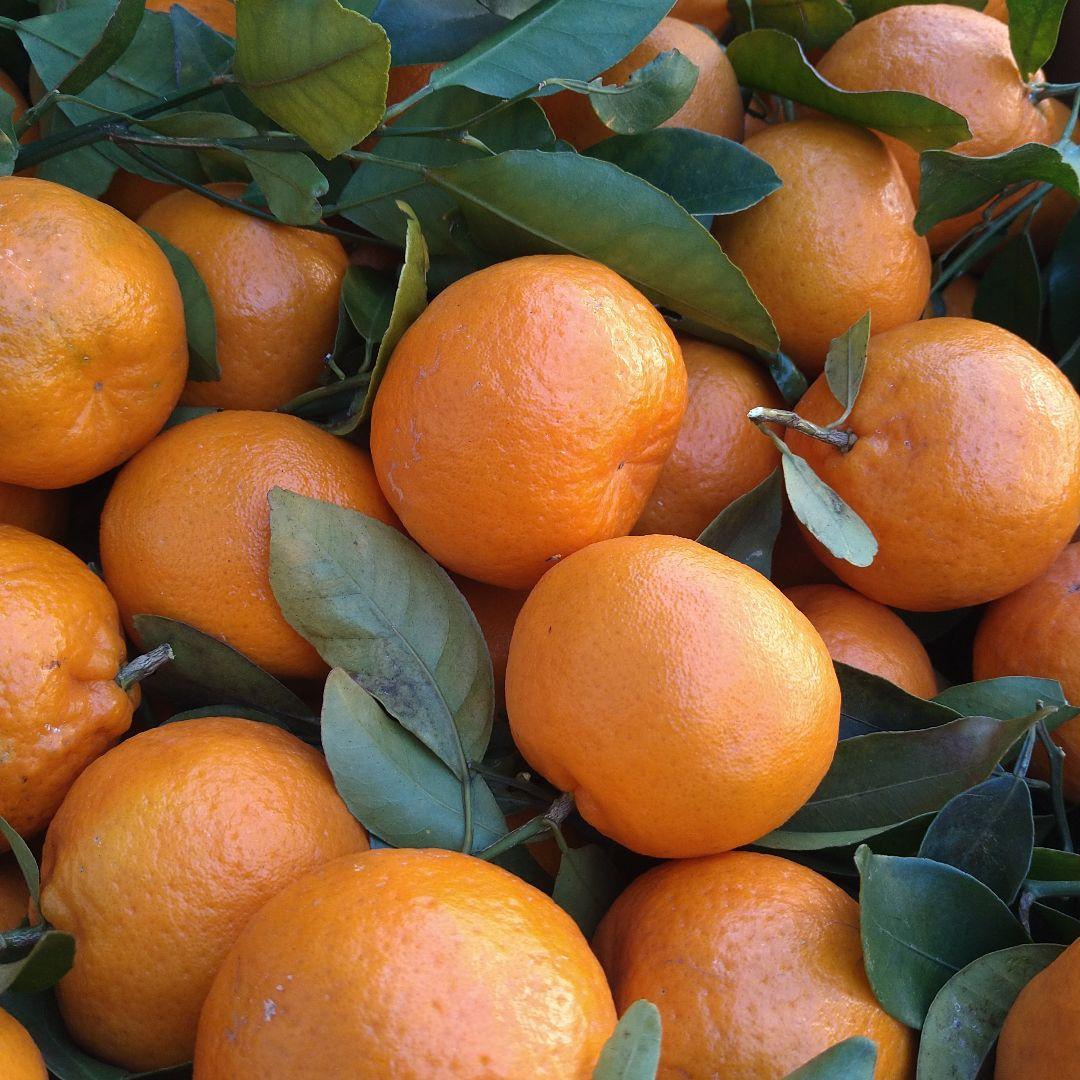 残りわずか　訳アリ　実のみ　完全無農薬　ポンカン　箱込み10kg未満　ゴロゴロ入