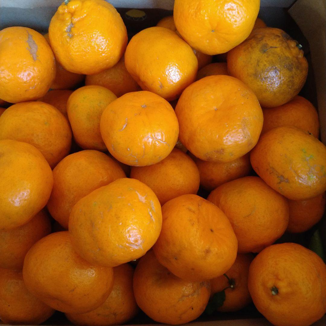 残りわずか　訳アリ　実のみ　完全無農薬　ポンカン　箱込み10kg未満　ゴロゴロ入
