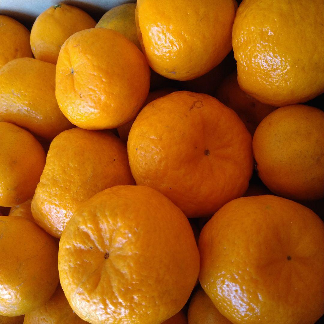 残りわずか　訳アリ　実のみ　完全無農薬　ポンカン　箱込み10kg未満　ゴロゴロ入