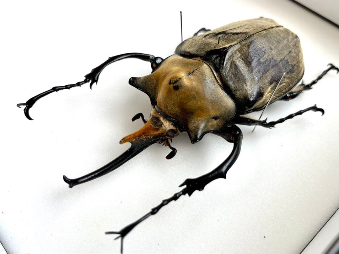 エレファスゾウカブト 117mm 標本