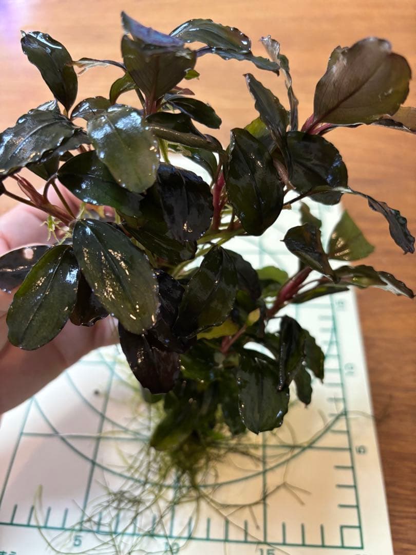 Bucephalandra sp. Blue Purple特大群生株