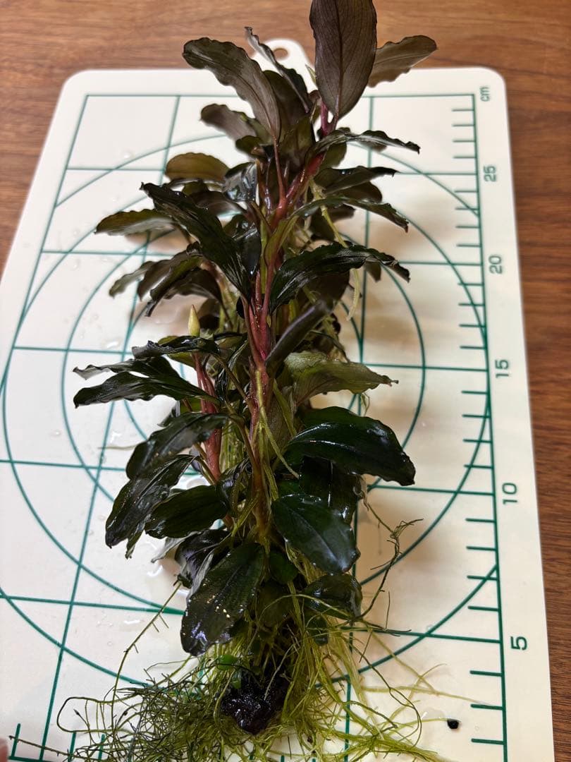 Bucephalandra sp. Blue Purple特大群生株