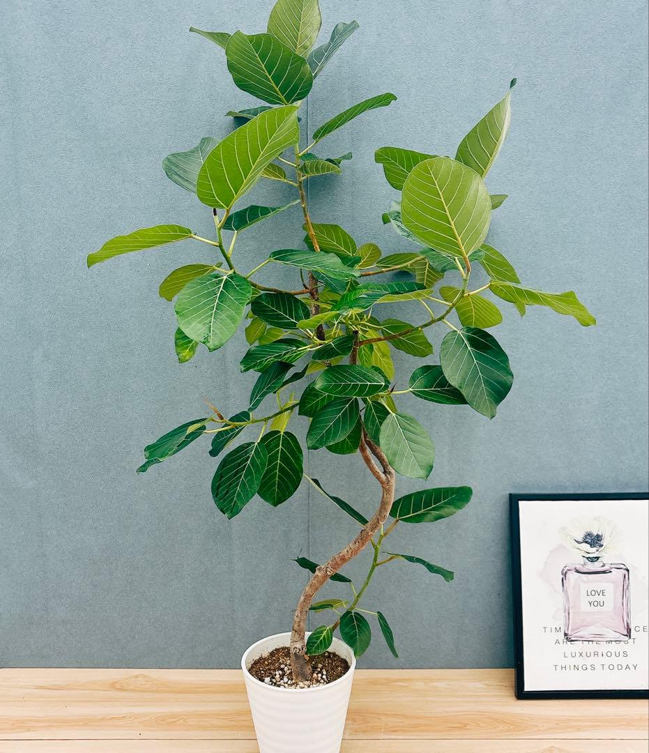 ［現品］【希少】F1 フィカス　グランディス　8号　観葉植物　室内　大型　レア