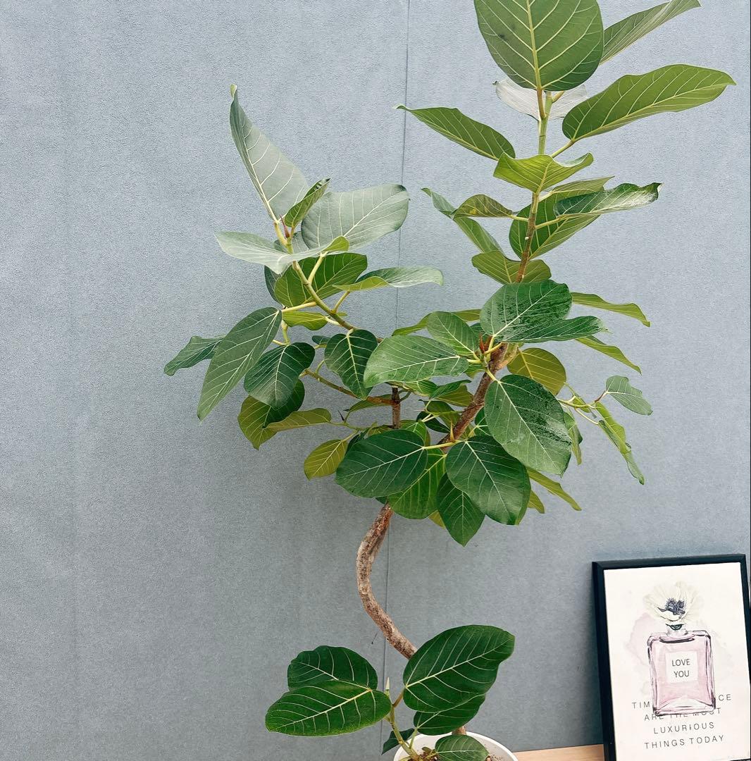 ［現品］【希少】F1 フィカス　グランディス　8号　観葉植物　室内　大型　レア