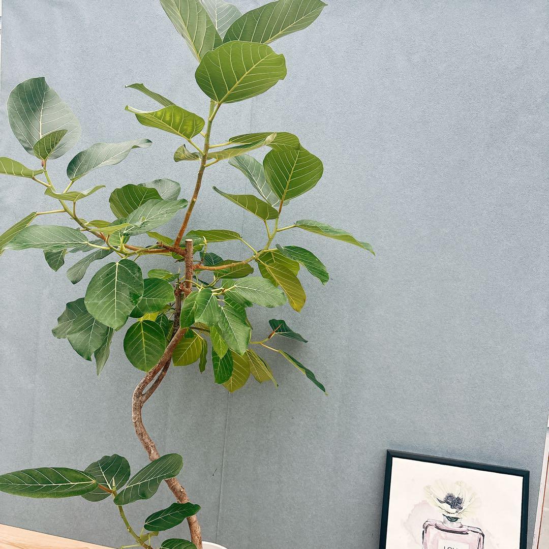 ［現品］【希少】F1 フィカス　グランディス　8号　観葉植物　室内　大型　レア