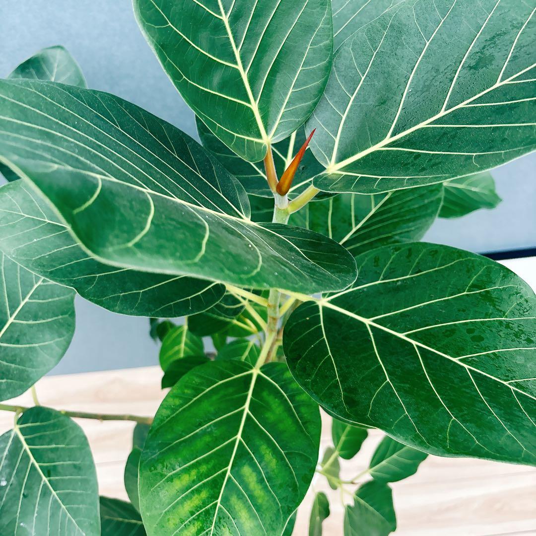 ［現品］【希少】F1 フィカス　グランディス　8号　観葉植物　室内　大型　レア