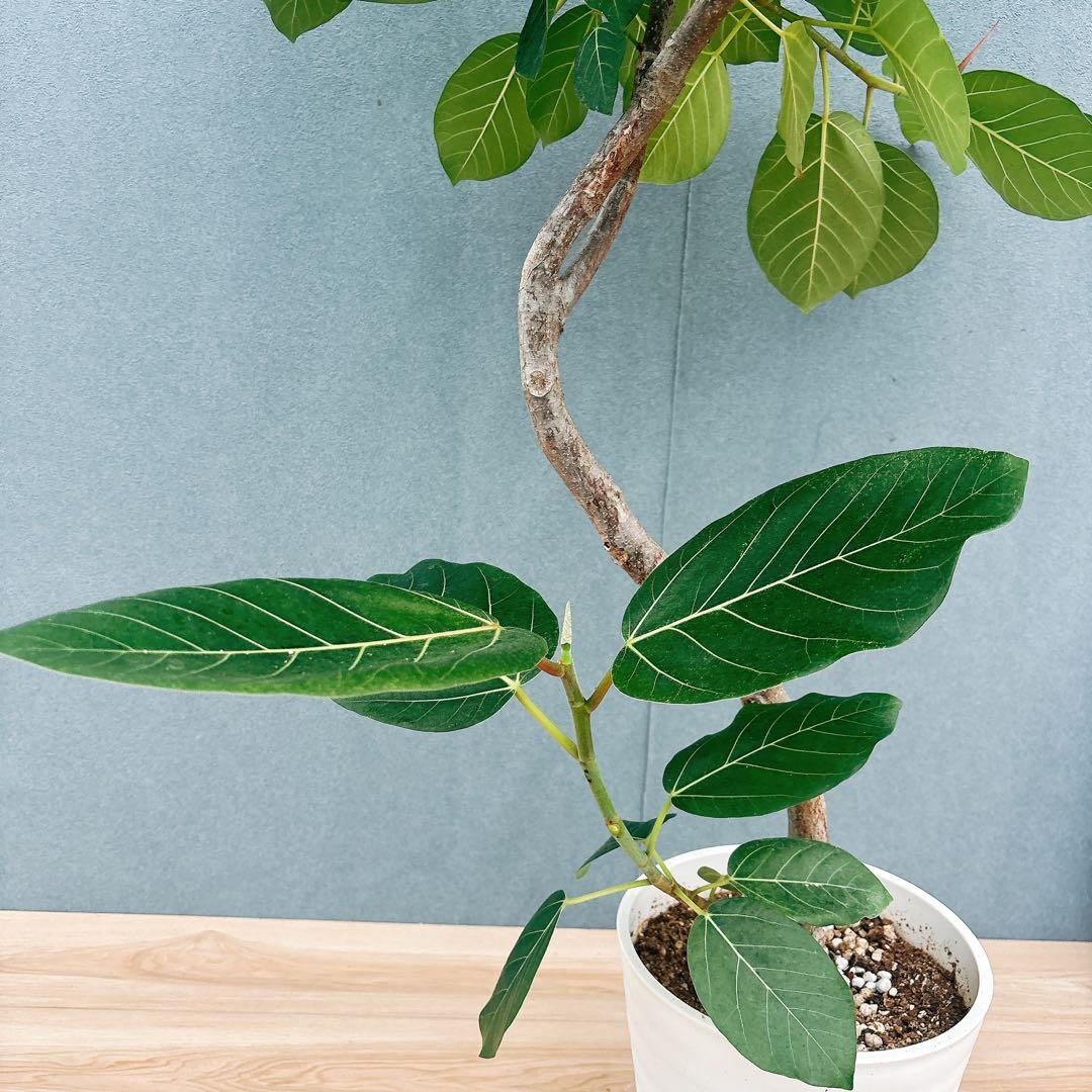 ［現品］【希少】F1 フィカス　グランディス　8号　観葉植物　室内　大型　レア