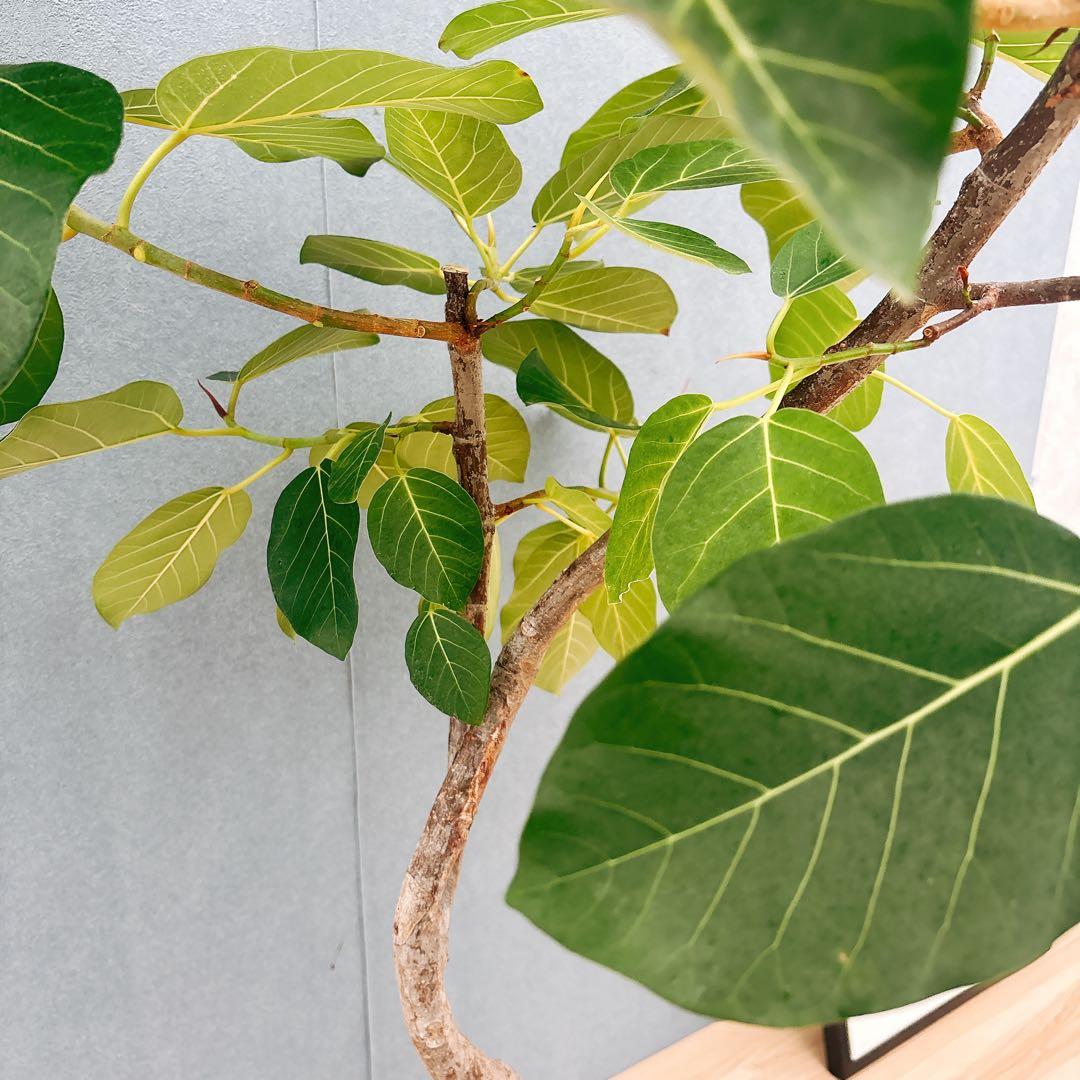 ［現品］【希少】F1 フィカス　グランディス　8号　観葉植物　室内　大型　レア