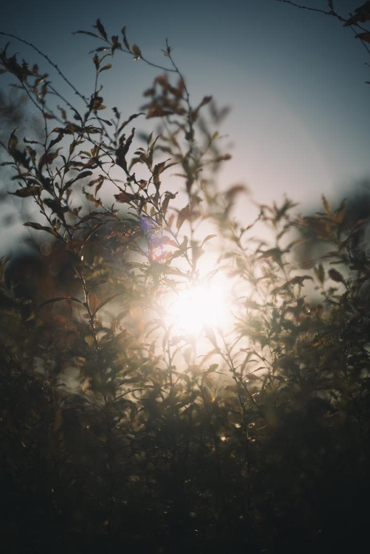 訳ありSALE！Leica Summicron 50mm 1st 沈胴