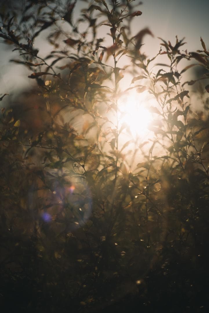 訳ありSALE！Leica Summicron 50mm 1st 沈胴