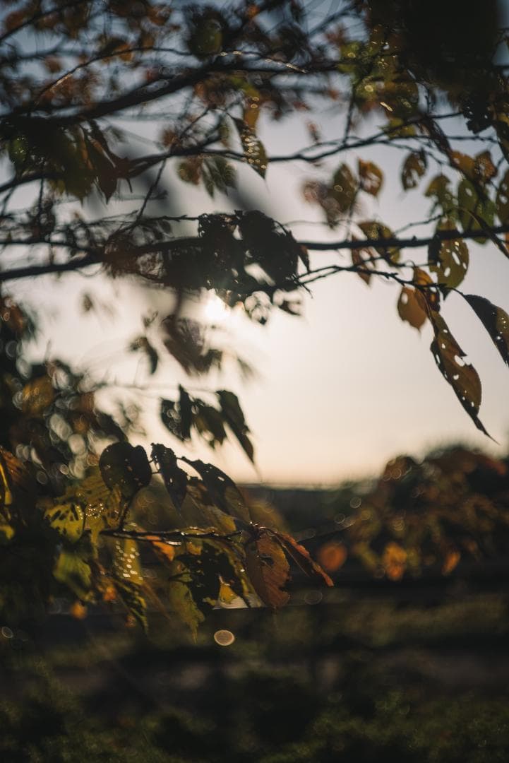 訳ありSALE！Leica Summicron 50mm 1st 沈胴